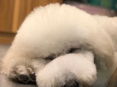 -小尾巴宠物店(万科·金域华庭店)