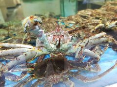 -旺顺阁海鲜广场(亚运村店)