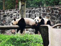 -都江堰中华大熊猫苑