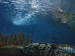 -上海海洋水族馆