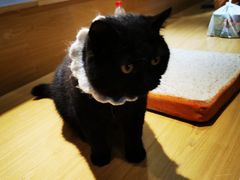 -滚猫咖啡·猫咖·猫友好撸猫(未来城店)