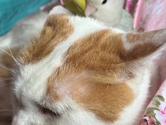 -爱侣宠医·鹦鹉专科·小型哺乳类·异宠专科(灵石路店)