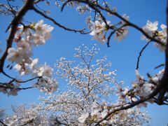 -顾村公园