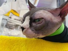 -糯米喵星人·撸猫猫舍咖啡馆(西市场嘉华店)