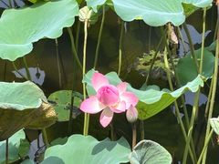 -荔湾湖公园