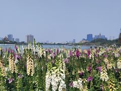 -顺峰山公园