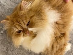 -More Fun猫咖 二十只万元加菲主题