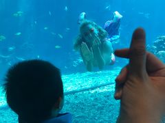 -海棠湾洲际-涛·海底餐厅·美人鱼·自助餐·海底隧道