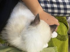 -艾贝尔宠物医院·24H转诊中心·肿瘤猫专科(江宁双龙店)