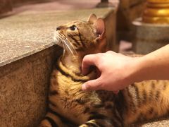 -more than meow吴止猫主题餐厅(承德 中船汇店)