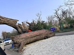 -广富林郊野公园