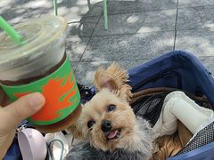 -ALPHA COFFEE阿尔法咖啡(虹泉路店)