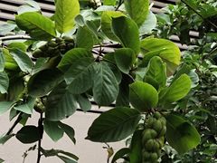 -南京市芳草园小学(凤凰校区)