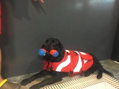 -Goku PET SHOP宠物视觉生活馆(双井店)