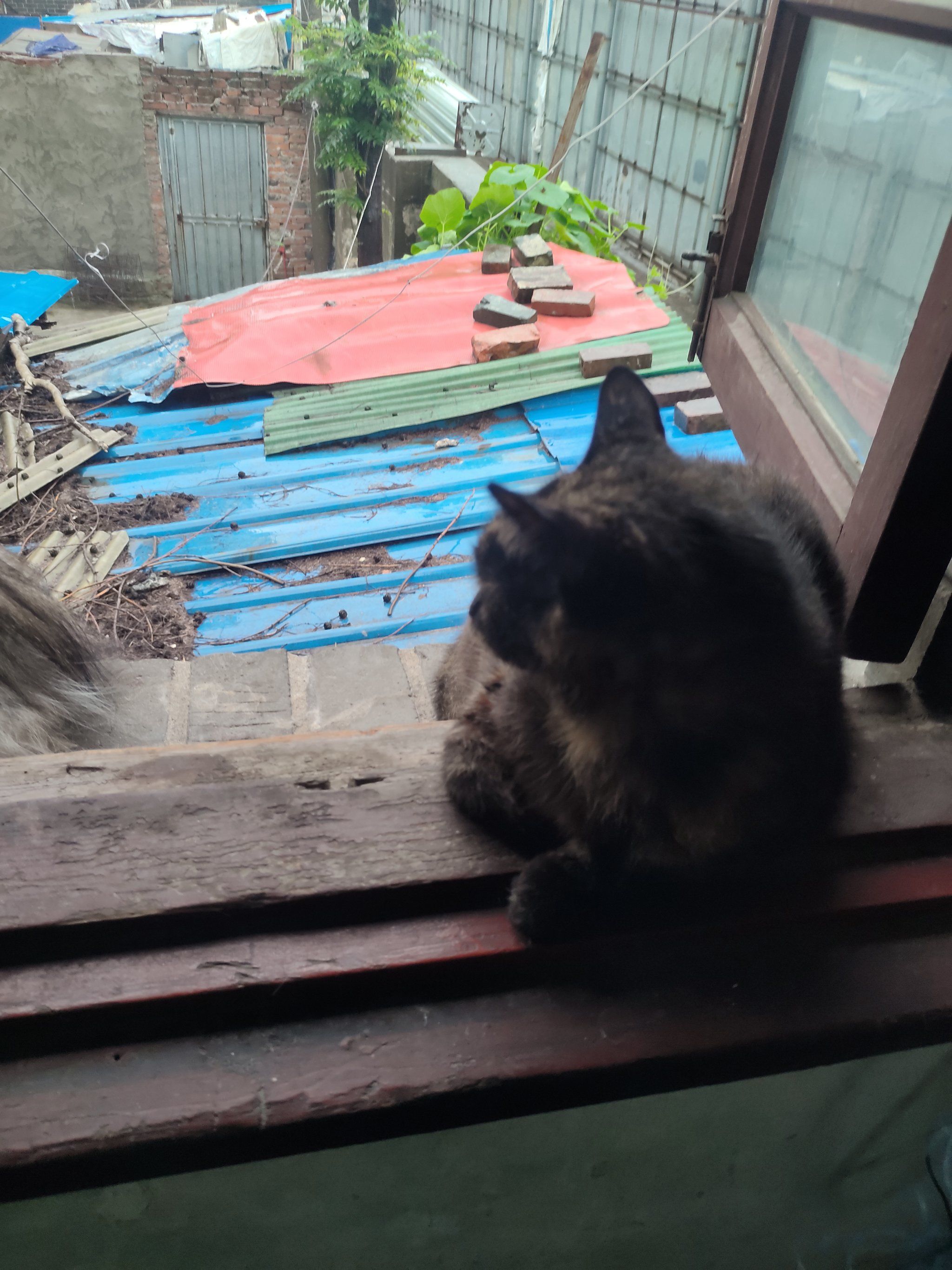 [玫瑰][偷笑]#躲猫猫 #万物皆有灵性请善待每一个生命 #记录猫咪日常