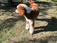 -爪吧宠物乐园 (温榆河示范区店)