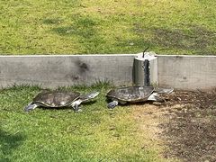 -广东惠东海龟国家级自然保护区