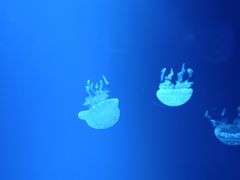 -芜湖新华联大白鲸海洋公园