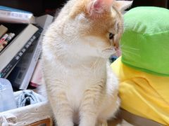 -逗柴咖啡屋·狗咖猫咖宠物桌游
