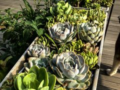 -北马山庄植趣咖啡