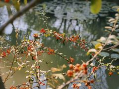 -太湖饭店玉兰厅(自助餐厅)