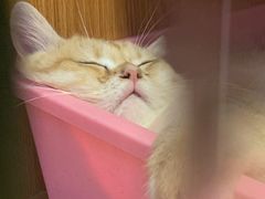 -Pets First伊珊娜洗护·精致美容·家庭式寄养(新会路店)