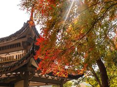 -杭州植物园