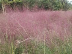 -昆山城市生态森林公园