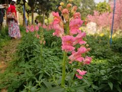 -天适樱花悠乐园