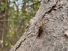 -南京市江宁方山