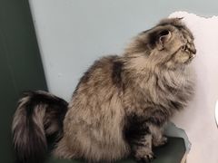 -安格丽娜·狗咖·猫咖羊驼咖(春熙路百盛商场店)