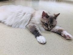 -藏猫猫咖啡主题馆(中央大道店)