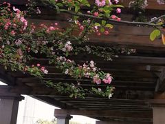-成都南湖公园