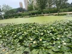 -前关湿地公园