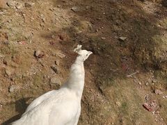 -泉州海丝野生动物世界