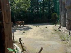-上海野生动物园老虎餐厅
