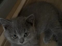 -小川洋风料理(江汉路店)