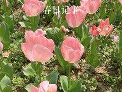 -苏州上方山国家森林公园