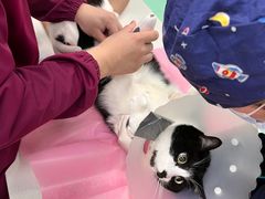 -北京观赏动物医院·24小时大型综合·猫专科·异宠专科
