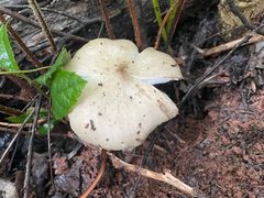 -三岔湖高家庄农家乐烤全羊柴火鸡翘壳鱼(三岔湖店)