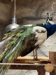 -Zoolung Zoolung动物主题公园(海信广场店)