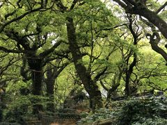 -普陀山风景名胜区-法雨禅寺
