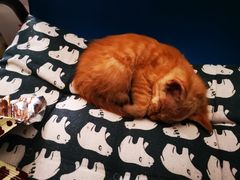 -美联众合宠物医院·爱萌分院·内外科·猫科中心