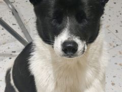 -南京宠物基地·宠物狗宠物猫售卖(南京店)