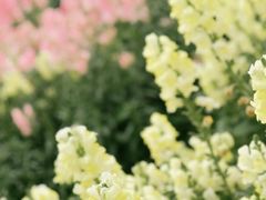 -天适樱花悠乐园