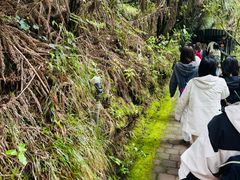 -怀托摩萤火虫洞