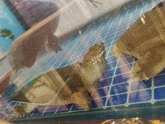 -浔味·山屿湖·正宗淳牌全鱼宴老字号