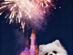 -翊宠yipet猫狗购宠庄园犬舍•猫舍