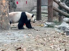 -成都动物园