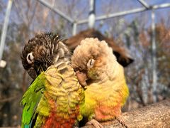 -鸡鸣汤包(红山动物园店)